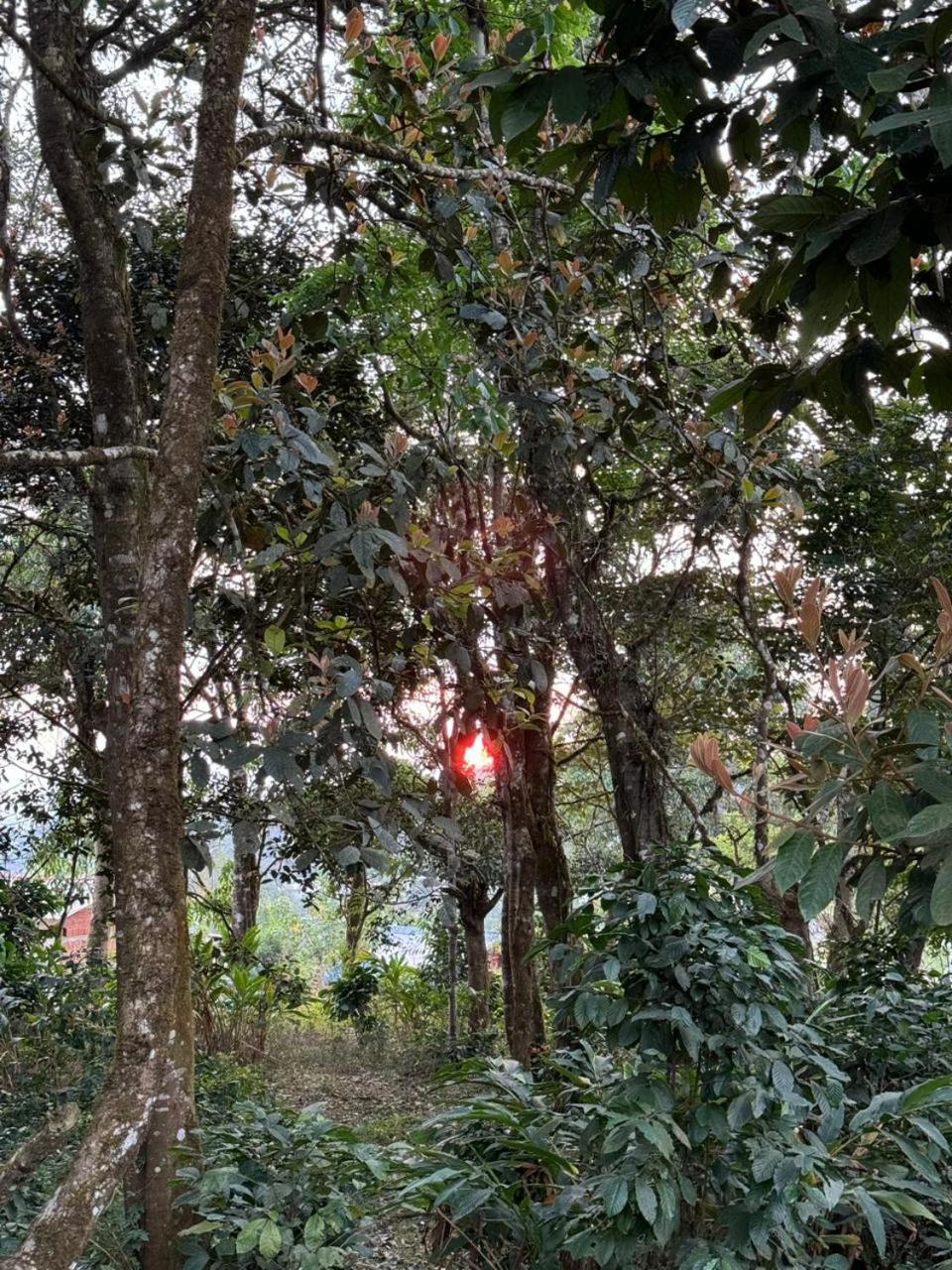 Shrenya Orchidz-Coorg Nature Stay Мадикери Екстериор снимка